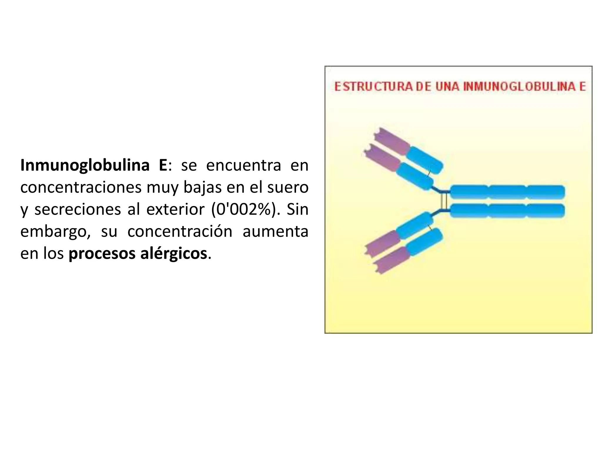 Inmunoglobulina E: se encuentra en
concentraciones muy bajas en el suero
y secreciones al exterior (0'002%). Sin
embargo, su concentración aumenta
en los procesos alérgicos.
 