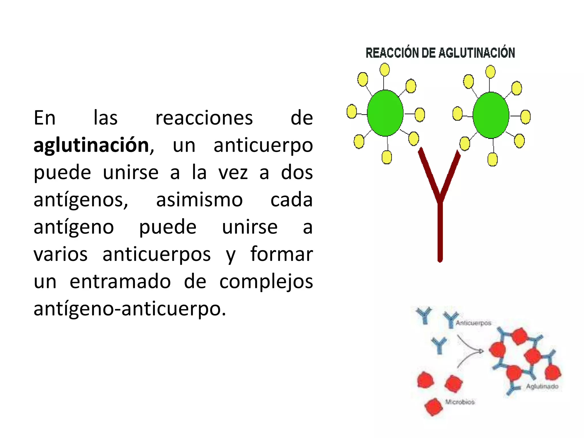 En las reacciones de
aglutinación, un anticuerpo
puede unirse a la vez a dos
antígenos, asimismo cada
antígeno puede unirse a
varios anticuerpos y formar
un entramado de complejos
antígeno-anticuerpo.
 
