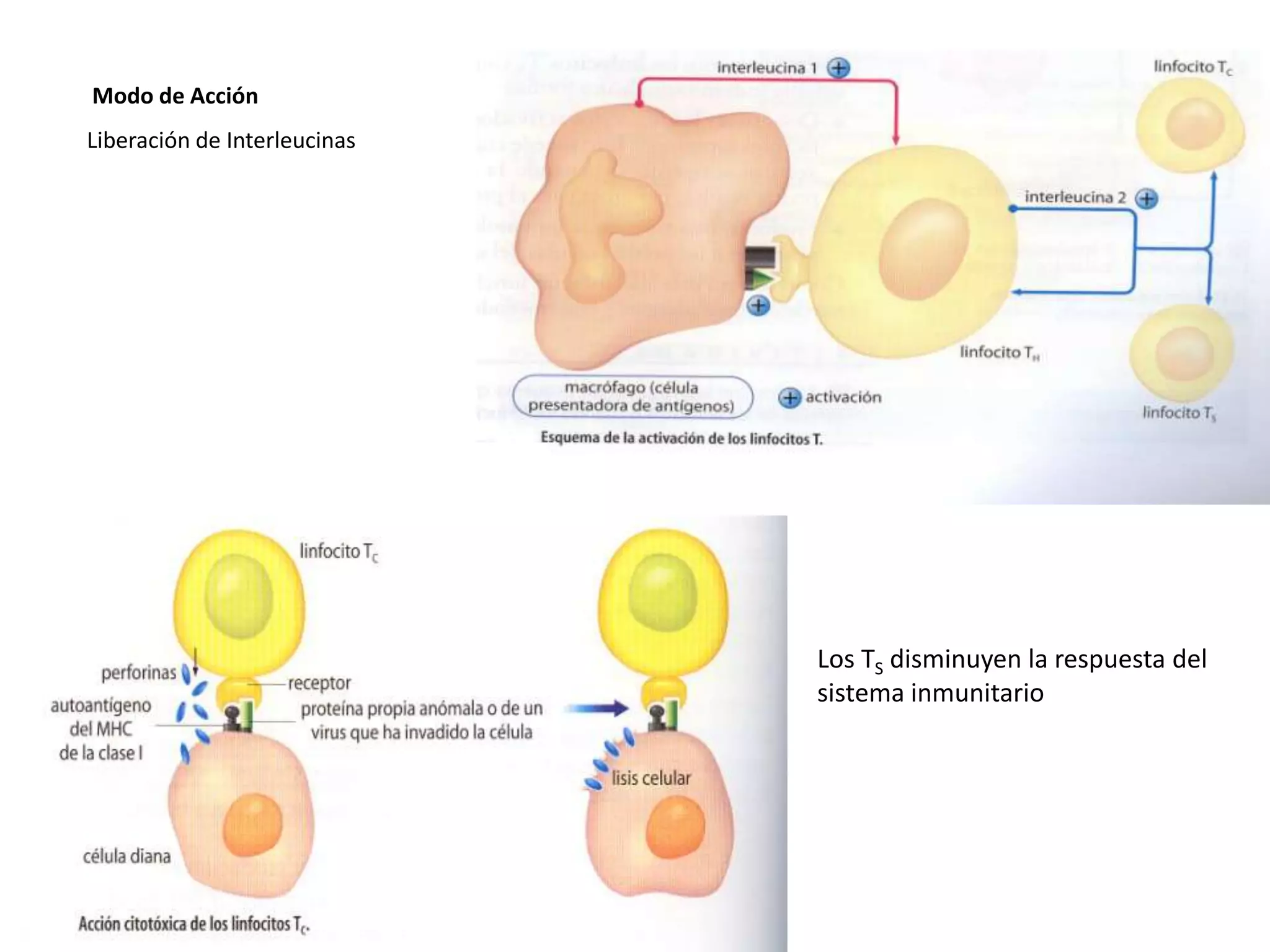 Modo de Acción
Liberación de Interleucinas
Los TS disminuyen la respuesta del
sistema inmunitario
 