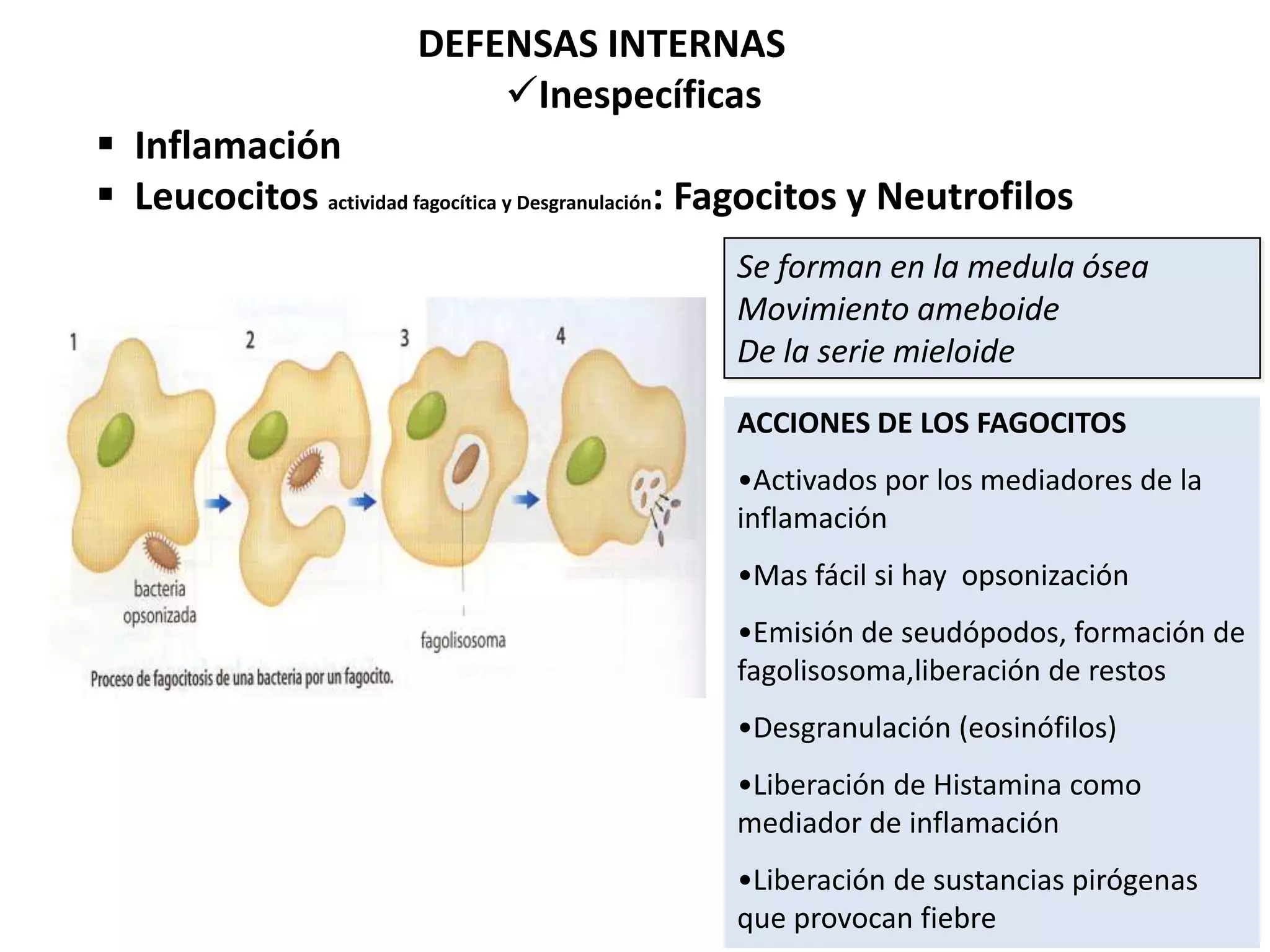 DEFENSAS INTERNAS
Inespecíficas
 Inflamación
 Leucocitos actividad fagocítica y Desgranulación: Fagocitos y Neutrofilos
Se forman en la medula ósea
Movimiento ameboide
De la serie mieloide
ACCIONES DE LOS FAGOCITOS
•Activados por los mediadores de la
inflamación
•Mas fácil si hay opsonización
•Emisión de seudópodos, formación de
fagolisosoma,liberación de restos
•Desgranulación (eosinófilos)
•Liberación de Histamina como
mediador de inflamación
•Liberación de sustancias pirógenas
que provocan fiebre
 