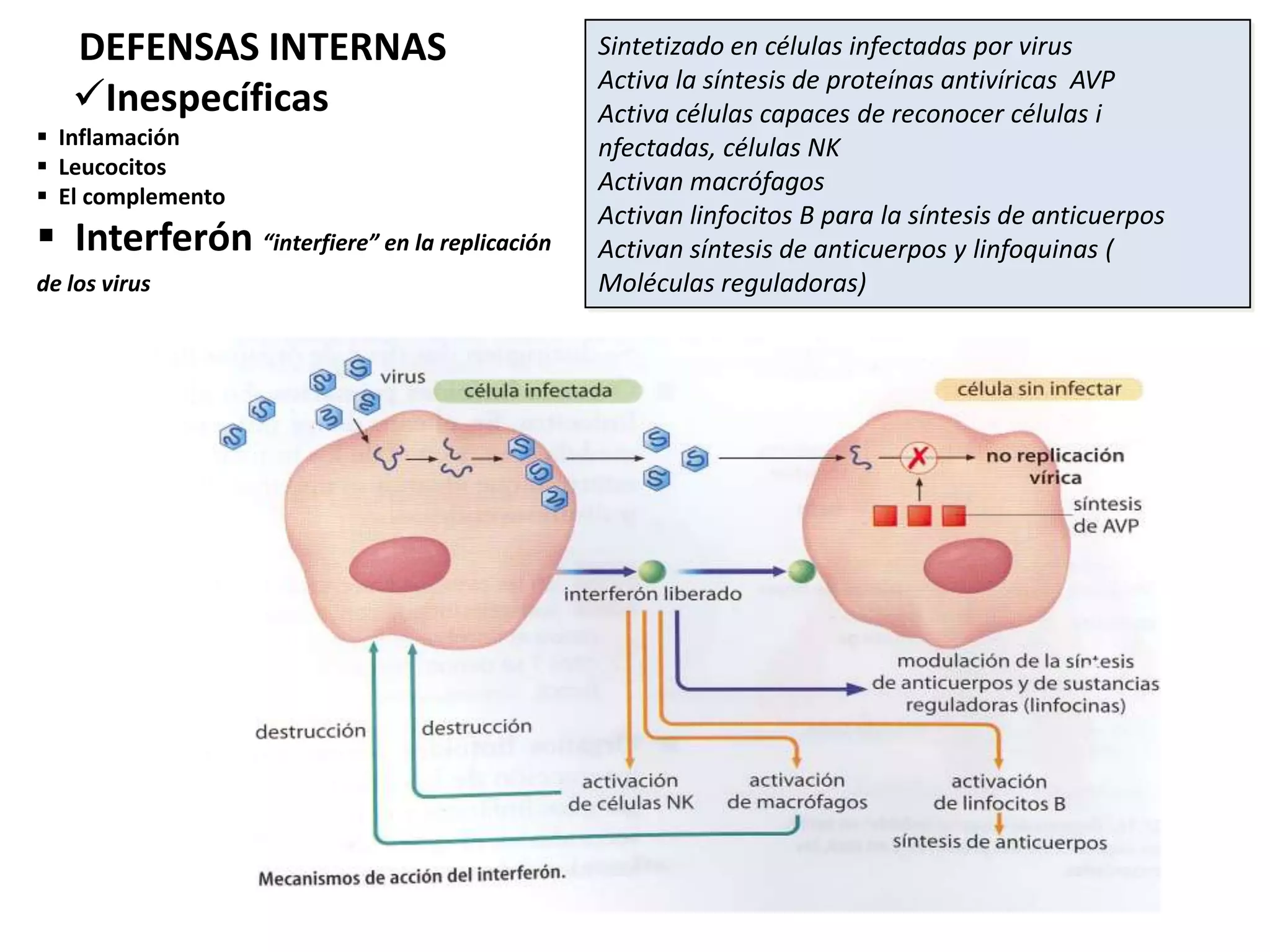 DEFENSAS INTERNAS
Inespecíficas
 Inflamación
 Leucocitos
 El complemento
 Interferón “interfiere” en la replicación
de los virus
Sintetizado en células infectadas por virus
Activa la síntesis de proteínas antivíricas AVP
Activa células capaces de reconocer células i
nfectadas, células NK
Activan macrófagos
Activan linfocitos B para la síntesis de anticuerpos
Activan síntesis de anticuerpos y linfoquinas (
Moléculas reguladoras)
 