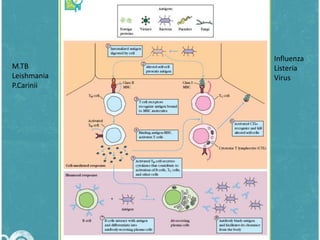M.TB
Leishmania
P.Carinii

Influenza
Listeria
Virus

 