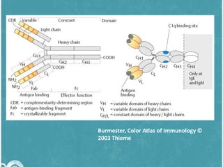 Burmester, Color Atlas of Immunology ©
2003 Thieme

 