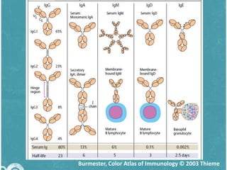 Burmester, Color Atlas of Immunology © 2003 Thieme

 