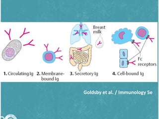 Goldsby et al. / Immunology 5e

 
