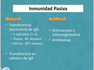 Inmunidad Pasiva
• Transferencia
placentaria de IgG
– 4 subclases (1-4)
– Pasivo: 8ª. Semana
– Activo: 32ª. semana

• Transferencia en
calostro de IgA

• Anticuerpos o
inmunoglobulina
• Antitoxinas

 