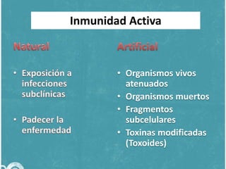 Inmunidad Activa

• Organismos vivos
atenuados
• Organismos muertos
• Fragmentos
subcelulares
• Toxinas modificadas
(Toxoides)

 