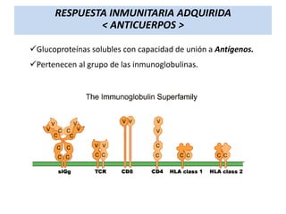 RESPUESTA INMUNITARIA ADQUIRIDA
< ANTICUERPOS >
Glucoproteínas solubles con capacidad de unión a Antígenos.
Pertenecen al grupo de las inmunoglobulinas.

 