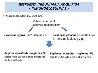 RESPUESTA INMUNITARIA ADQUIRIDA
< INMUNOGLOBULINAS >
 Masa molecular: 150-200 kDa.
 Formadas por 4
cadenas polipeptídicas:
2 cadenas ligeras (L) (23 kDa) k y l

Regiones constantes (regiones C):
conservan las funciones efectoras
de la molécula.

2 cadenas pesadas (H)(50-80 kDa)
5 Tipos: a, b, d, e, g y m.

Regiones variables (regiones V):
Son los sitios de unión al antígeno.

 