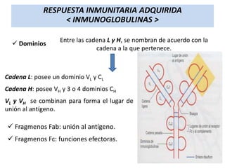 RESPUESTA INMUNITARIA ADQUIRIDA
< INMUNOGLOBULINAS >
 Dominios

Entre las cadena L y H, se nombran de acuerdo con la
cadena a la que pertenece.

Cadena L: posee un dominio VL y CL
Cadena H: posee VH y 3 o 4 dominios CH
VL y VH se combinan para forma el lugar de
unión al antígeno.

 Fragmenos Fab: unión al antígeno.
 Fragmenos Fc: funciones efectoras.

 