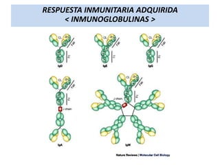 RESPUESTA INMUNITARIA ADQUIRIDA
< INMUNOGLOBULINAS >

 
