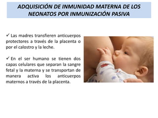 ADQUISICIÓN DE INMUNIDAD MATERNA DE LOS
NEONATOS POR INMUNIZACIÓN PASIVA

 Las madres transfieren anticuerpos
protectores a través de la placenta o
por el calostro y la leche.
 En el ser humano se tienen dos
capas celulares que separan la sangre
fetal y la materna y se transportan de
manera activa los anticuerpos
maternos a través de la placenta.

 
