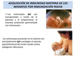 ADQUISICIÓN DE INMUNIDAD MATERNA DE LOS
NEONATOS POR INMUNIZACIÓN PASIVA
 Los anticuerpos IgG son
transportados a través de la
placenta y le proporcionan al
neonato protección generalizada
con anticuerpos.

Los anticuerpos presentes en el calostro son
principalmente IgA y protegen el aparato
gastrointestinal del recién nacido contra
patógenos infecciosos.

 