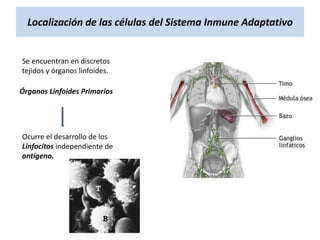 Localización de las células del Sistema Inmune Adaptativo

Se encuentran en discretos
tejidos y órganos linfoides.
Órganos Linfoides Primarios

Ocurre el desarrollo de los
Linfocitos independiente de
antígeno.

 