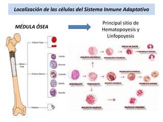 Localización de las células del Sistema Inmune Adaptativo
MÉDULA ÓSEA

Principal sitio de
Hematopoyesis y
Linfopoyesis

 