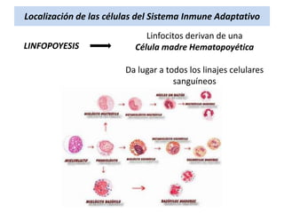 Localización de las células del Sistema Inmune Adaptativo
LINFOPOYESIS

Linfocitos derivan de una
Célula madre Hematopoyética
Da lugar a todos los linajes celulares
sanguíneos

 