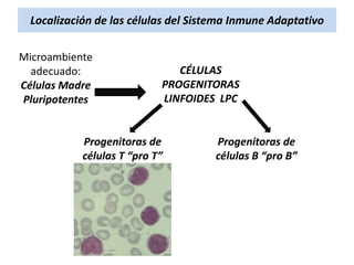 Localización de las células del Sistema Inmune Adaptativo
Microambiente
adecuado:
Células Madre
Pluripotentes

CÉLULAS
PROGENITORAS
LINFOIDES LPC

Progenitoras de
células T “pro T”

Progenitoras de
células B “pro B”

 