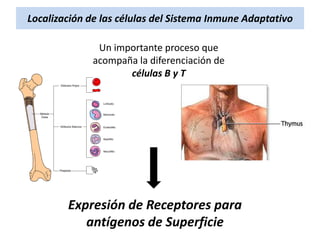 Localización de las células del Sistema Inmune Adaptativo
Un importante proceso que
acompaña la diferenciación de
células B y T

Expresión de Receptores para
antígenos de Superficie

 