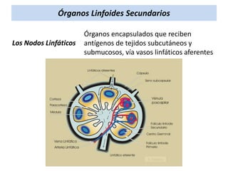 Órganos Linfoides Secundarios
Los Nodos Linfáticos

Órganos encapsulados que reciben
antígenos de tejidos subcutáneos y
submucosos, vía vasos linfáticos aferentes

 