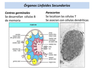 Órganos Linfoides Secundarios
Centros germinales
Se desarrollan células B
de memoria

Paracortex
Se localizan las células T
Se asocian con células dendríticas

 