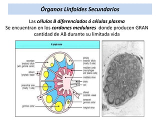 Órganos Linfoides Secundarios
Las células B diferenciadas ó células plasma
Se encuentran en los cordones medulares donde producen GRAN
cantidad de AB durante su limitada vida

 