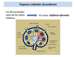 Órganos Linfoides Secundarios
Los AB secretados
salen de los nodos
linfáticos

Vía vasos linfáticos eferentes

 