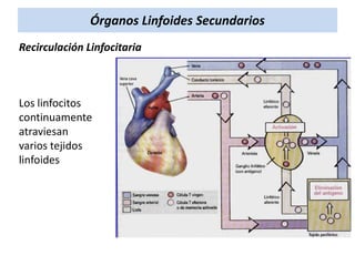 Órganos Linfoides Secundarios
Recirculación Linfocitaria

Los linfocitos
continuamente
atraviesan
varios tejidos
linfoides

 