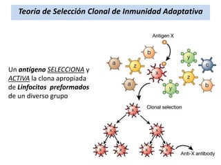 Teoría de Selección Clonal de Inmunidad Adaptativa

Un antígeno SELECCIONA y
ACTIVA la clona apropiada
de Linfocitos preformados
de un diverso grupo

 
