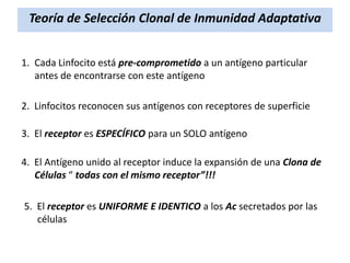 Teoría de Selección Clonal de Inmunidad Adaptativa
1. Cada Linfocito está pre-comprometido a un antígeno particular
antes de encontrarse con este antígeno
2. Linfocitos reconocen sus antígenos con receptores de superficie
3. El receptor es ESPECÍFICO para un SOLO antígeno
4. El Antígeno unido al receptor induce la expansión de una Clona de
Células “ todas con el mismo receptor”!!!
5. El receptor es UNIFORME E IDENTICO a los Ac secretados por las
células

 