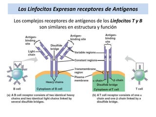Los Linfocitos Expresan receptores de Antígenos
Los complejos receptores de antígenos de los Linfocitos T y B
son similares en estructura y función

 