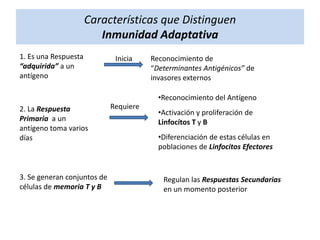 Características que Distinguen
Inmunidad Adaptativa
1. Es una Respuesta
“adquirida” a un
antígeno

Inicia

Reconocimiento de
“Determinantes Antigénicos” de
invasores externos
•Reconocimiento del Antígeno

2. La Respuesta
Primaria a un
antígeno toma varios
días

3. Se generan conjuntos de
células de memoria T y B

Requiere

•Activación y proliferación de
Linfocítos T y B
•Diferenciación de estas células en
poblaciones de Linfocitos Efectores

Regulan las Respuestas Secundarias
en un momento posterior

 