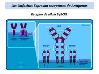 Los Linfocitos Expresan receptores de Antígenos
Receptor de célula B (BCR)

 
