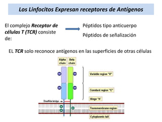 Los Linfocitos Expresan receptores de Antígenos
El complejo Receptor de
células T (TCR) consiste
de:

Péptidos tipo anticuerpo
Péptidos de señalización

EL TCR solo reconoce antígenos en las superficies de otras células

 