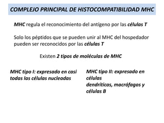 COMPLEJO PRINCIPAL DE HISTOCOMPATIBILIDAD MHC
MHC regula el reconocimiento del antígeno por las células T
Solo los péptidos que se pueden unir al MHC del hospedador
pueden ser reconocidos por las células T
Existen 2 tipos de moléculas de MHC
MHC tipo I: expresado en casi
todas las células nucleadas

MHC tipo II: expresado en
células
dendríticas, macrófagos y
células B

 