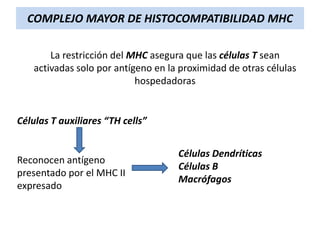 COMPLEJO MAYOR DE HISTOCOMPATIBILIDAD MHC
La restricción del MHC asegura que las células T sean
activadas solo por antígeno en la proximidad de otras células
hospedadoras

Células T auxiliares “TH cells”

Reconocen antígeno
presentado por el MHC II
expresado

Células Dendríticas
Células B
Macrófagos

 
