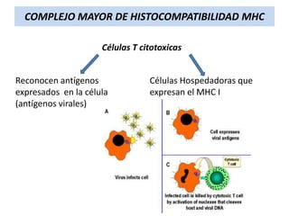COMPLEJO MAYOR DE HISTOCOMPATIBILIDAD MHC
Células T citotoxicas
Reconocen antígenos
expresados en la célula
(antígenos virales)

Células Hospedadoras que
expresan el MHC I

 