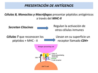 PRESENTACIÓN DE ANTÍGENOS
Células B, Monocitos y Macrófagos presentar péptidos antigénicos
a través del MHC-II
Secretan Citocinas

Células T que reconocen los
péptidos + MHC - II

Regulan la activación de
otras células inmunes

Llevan en su superficie un
receptor llamado CD4+

 