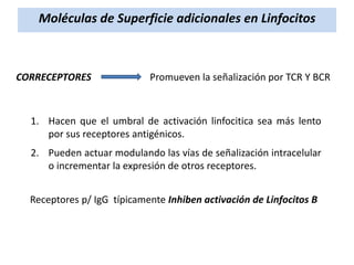 Moléculas de Superficie adicionales en Linfocitos

CORRECEPTORES

Promueven la señalización por TCR Y BCR

1. Hacen que el umbral de activación linfocitica sea más lento
por sus receptores antigénicos.
2. Pueden actuar modulando las vías de señalización intracelular
o incrementar la expresión de otros receptores.
Receptores p/ IgG típicamente Inhiben activación de Linfocitos B

 