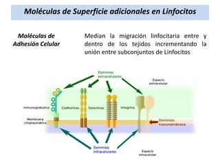 Moléculas de Superficie adicionales en Linfocitos
Moléculas de
Adhesión Celular

Median la migración linfocitaria entre y
dentro de los tejidos incrementando la
unión entre subconjuntos de Linfocitos

 