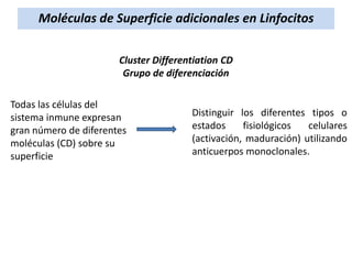 Moléculas de Superficie adicionales en Linfocitos
Cluster Differentiation CD
Grupo de diferenciación

Todas las células del
sistema inmune expresan
gran número de diferentes
moléculas (CD) sobre su
superficie

Distinguir los diferentes tipos o
estados
fisiológicos
celulares
(activación, maduración) utilizando
anticuerpos monoclonales.

 