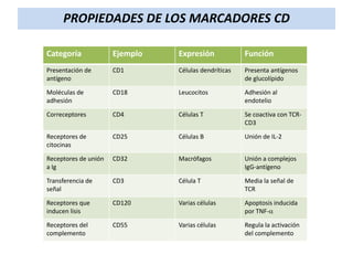 PROPIEDADES DE LOS MARCADORES CD
Categoría

Ejemplo

Expresión

Función

Presentación de
antígeno

CD1

Células dendríticas

Presenta antígenos
de glucolípido

Moléculas de
adhesión

CD18

Leucocitos

Adhesión al
endotelio

Correceptores

CD4

Células T

Se coactiva con TCRCD3

Receptores de
citocinas

CD25

Células B

Unión de IL-2

Receptores de unión
a Ig

CD32

Macrófagos

Unión a complejos
IgG-antígeno

Transferencia de
señal

CD3

Célula T

Media la señal de
TCR

Receptores que
inducen lisis

CD120

Varias células

Apoptosis inducida
por TNF-a

Receptores del
complemento

CD55

Varias células

Regula la activación
del complemento

 