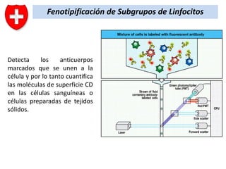 Fenotipificación de Subgrupos de Linfocitos

Detecta
los
anticuerpos
marcados que se unen a la
célula y por lo tanto cuantifica
las moléculas de superficie CD
en las células sanguíneas o
células preparadas de tejidos
sólidos.

 