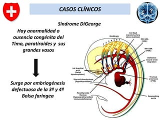 CASOS CLÍNICOS
Sindrome DiGeorge
Hay anormalidad o
ausencia congénita del
Timo, paratiroides y sus
grandes vasos

Surge por embriogénesis
defectuosa de la 3ª y 4ª
Bolsa faríngea

 