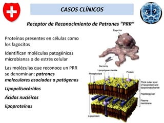 CASOS CLÍNICOS
Receptor de Reconocimiento de Patrones “PRR”
Proteínas presentes en células como
los fagocitos
Identifican moléculas patogénicas
microbianas o de estrés celular
Las moléculas que reconoce un PRR
se denominan: patrones
moleculares asociados a patógenos
Lipopolisacáridos
Ácidos nucléicos

lipoproteínas

 