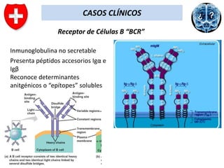 CASOS CLÍNICOS
Receptor de Células B “BCR”
Inmunoglobulina no secretable
Presenta péptidos accesorios Igα e
Igβ
Reconoce determinantes
anitgénicos o “epítopes” solubles

 