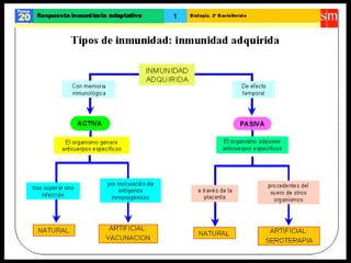 Inmunidad adaptativa