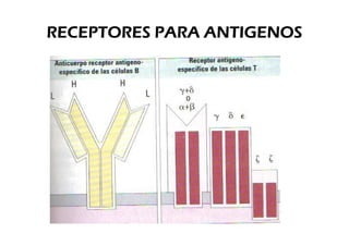 RECEPTORES PARA ANTIGENOS
 