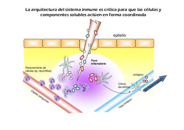Resultado de imagen para inmunidad adquirida