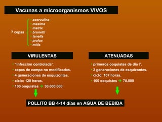 Pollito Matrix Inmunidadenparasitos | PPT