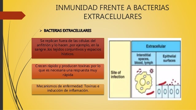 Inmunidad frente a bacterias